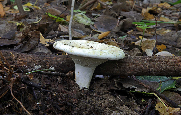 Белый молочный гриб: фото и описание. Сорта молочных грибов и где их искать