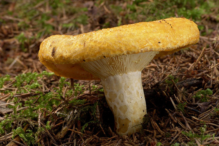 Белый молочный гриб: фото и описание. Сорта молочных грибов и где их искать