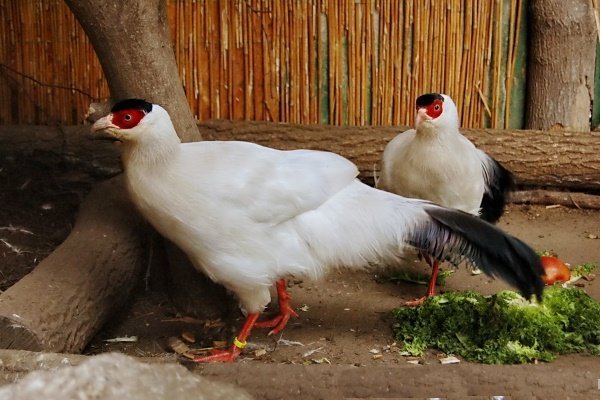 Белоухий фазан: где обитает и как содержать в неволе?