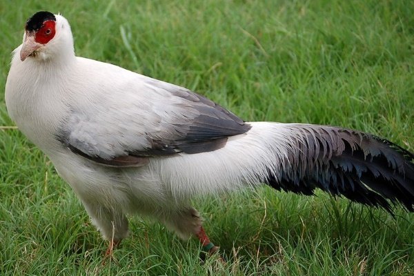 Белоухий фазан: где обитает и как содержать в неволе?