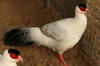 Белый ушастый фазан: где обитает и как содержать в неволе?