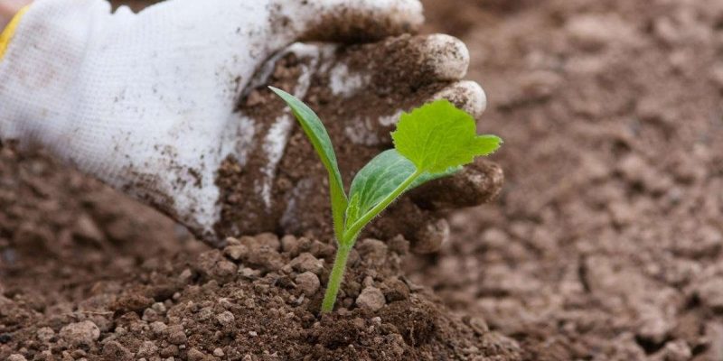 Бюджетное и эффективное удобрение для кабачков и других культур, требовательных к почве