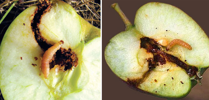 Болезни и вредители яблони с названием и описанием, лечение, фото