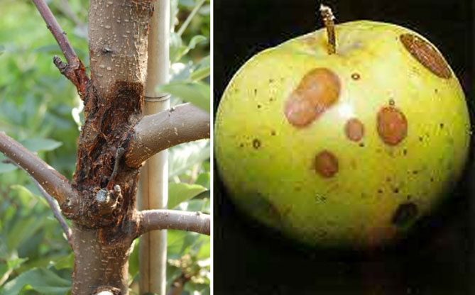 Болезни и вредители яблони с названием и описанием, лечение, фото