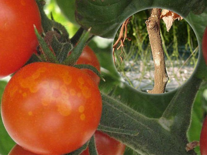 Болезни и вредители томатов - фото и описание, профилактика и лечение