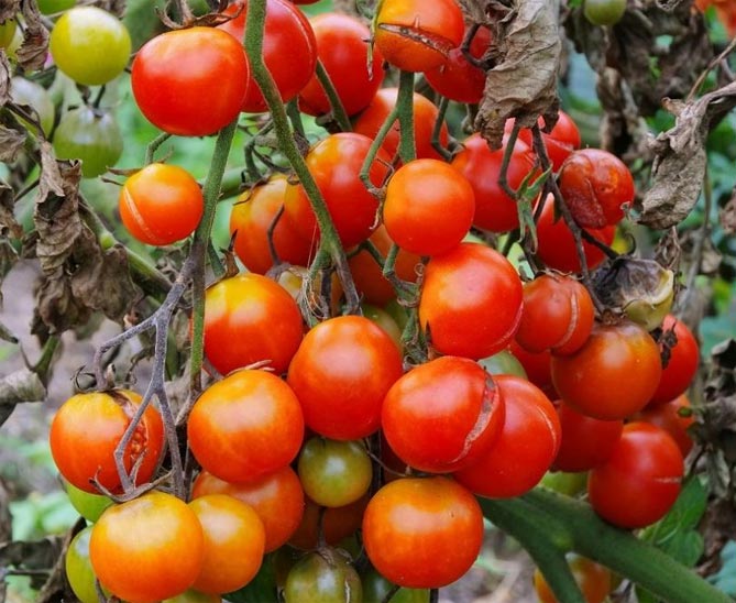 Болезни и вредители томатов - фото и описание, профилактика и лечение