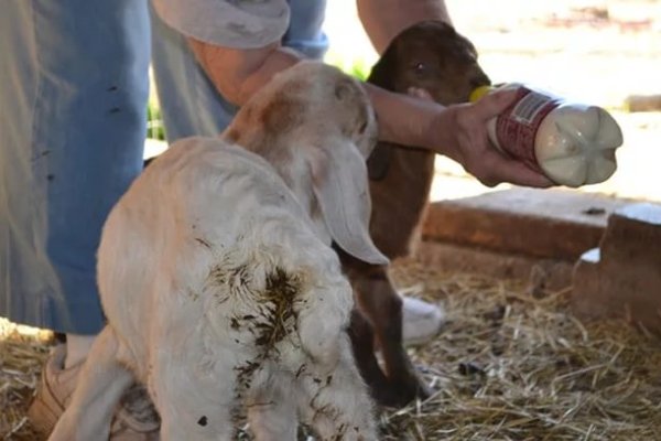 Болезни коз: причины, симптомы, лечение и профилактика