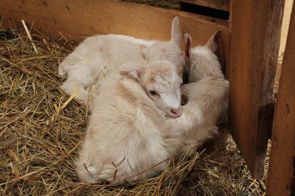 Болезни коз: причины, симптомы, лечение и профилактика