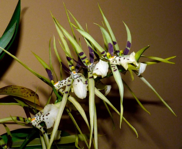 Брассия (паучья орхидея)