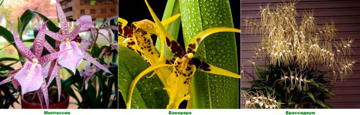 Брассия (паучья орхидея)