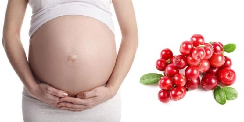 Брусника при Беременности польза, рецепты и противопоказания