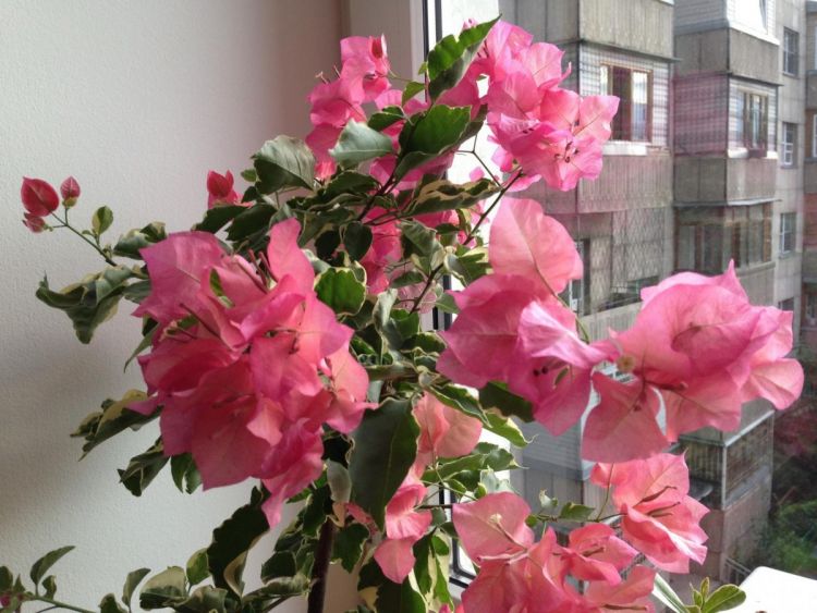 БУГЕНВИЛЬ - как и сколько растет комнатный цветок