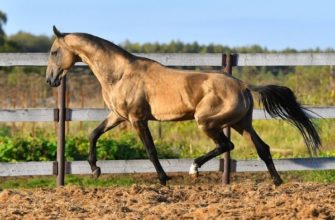Буланая масть лошадей: особенности и характеристики