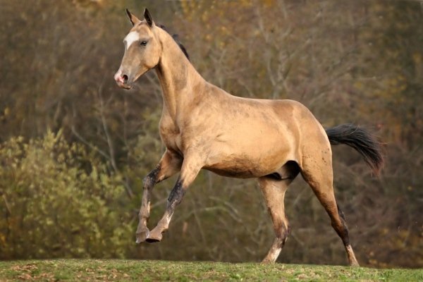 Костюм для лошади Buck: особенности и характеристики