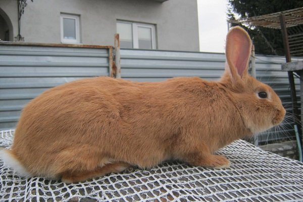 Бордовый кролик - подробный обзор породы