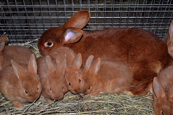 Бордовый кролик - подробный обзор породы