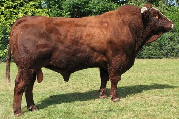 Мясные бычки: названия и описание