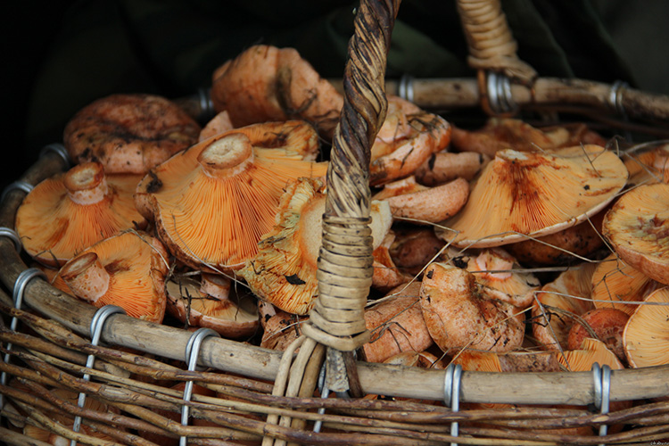 Грибы королевские грибы: описание, виды и фото