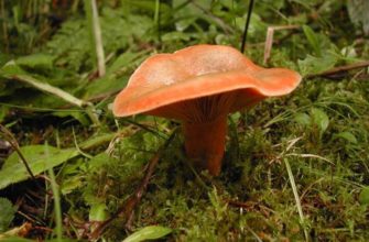 Царские грибы рыжики: описание, виды и фото