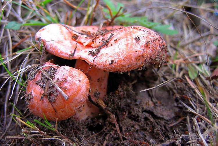 Грибы королевские грибы: описание, виды и фото