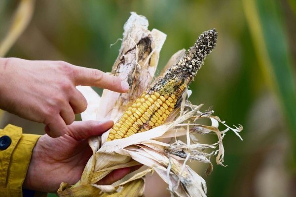 Чем болеет кукуруза и от каких вредителей защищают культуру?