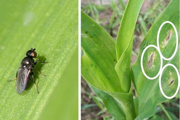Чем болеет кукуруза и какие вредители защищают урожай?