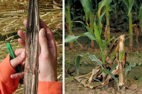 Чем болеет кукуруза и какие вредители защищают урожай?