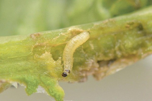 Чем болеет петрушка и какие насекомые вредят растению?