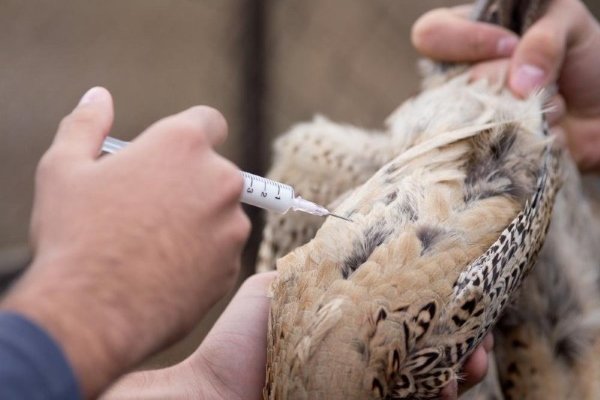 Чем болеют фазаны: описание, лечение и профилактика