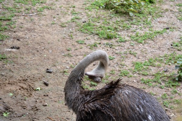 Чем болеют страусы и как их лечить?