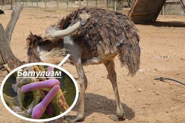 Чем болеют страусы и как их лечить?