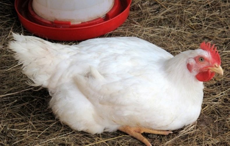 Чем цыпленок-бройлер отличается от других видов цыплят?