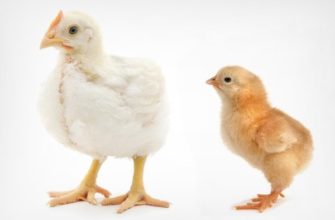Чем цыпленок бройлер отличается от других видов кур?