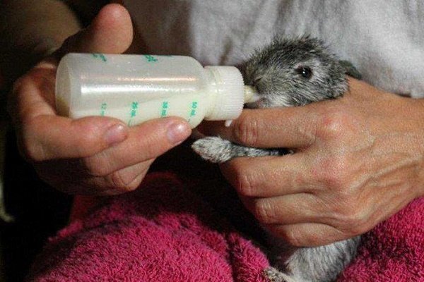 Как и чем кормить новорожденных кроликов без кролика?