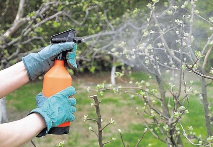 Как обработать яблони весной от вредителей и болезней