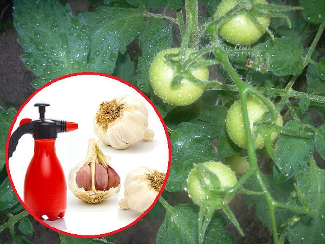 Как обработать помидоры от фитофтороза: народные средства и химия, профилактика