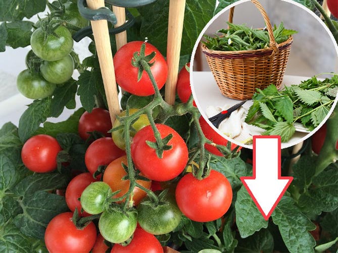 Как обработать помидоры от фитофтороза: народные средства и химия, профилактика