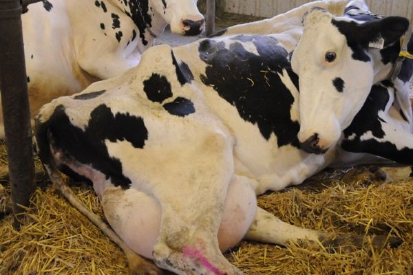 Чем опасен отек вымени у коров и как его лечить?