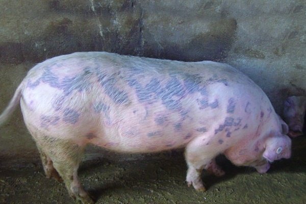 Чем опасна рожа у свиней? Чем лечить и как предотвратить заболевание?