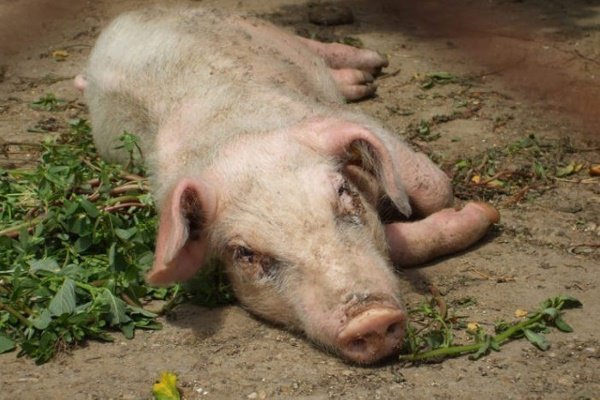 В чем опасность рожи у свиней? Как лечить и как предотвратить болезнь?