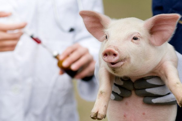 В чем опасность рожи у свиней? Как лечить и как предотвратить болезнь?