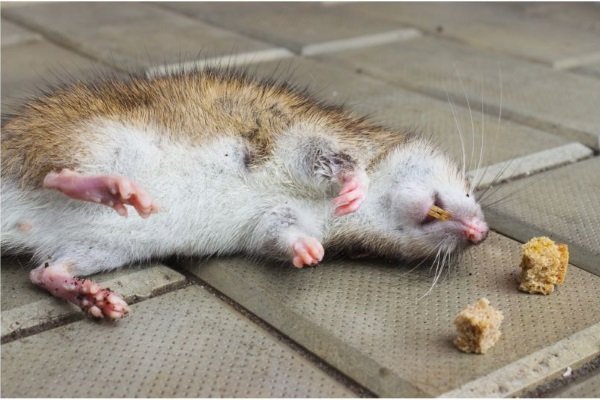 Чем опасны мыши в курятнике? Методы борьбы с грызунами