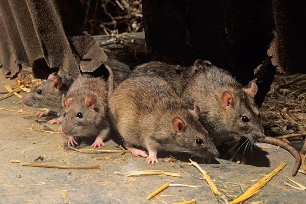 Чем опасны крысы в курятнике? Методы борьбы с грызунами