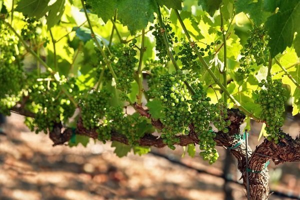 Чем подкормить виноград весной: правила подкормки