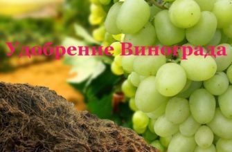 Чем подкормить виноград весной: правила внесения удобрений