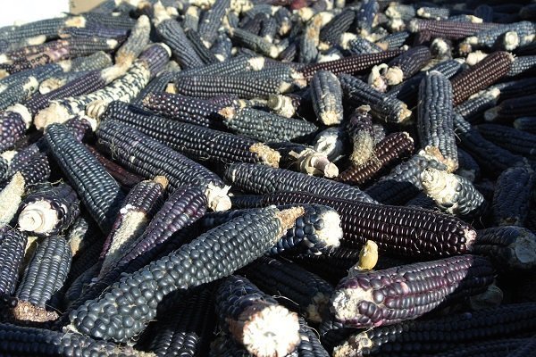 Чем полезна черная кукуруза и можно ли ее выращивать в России?
