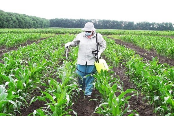 Чем полезна черная кукуруза и можно ли ее выращивать в России?