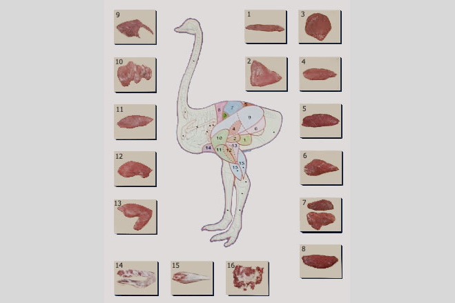 Чем полезно мясо страуса и как разделать тушку?