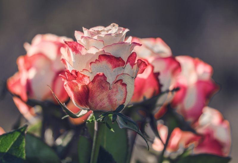Обрезка роз в помещении осенью: советы садоводам