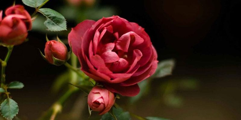 Черенкование роз в домашних условиях осенью: советы садоводам
